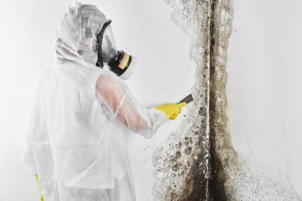 Crawl Space Mold Removal in Jesup, GA