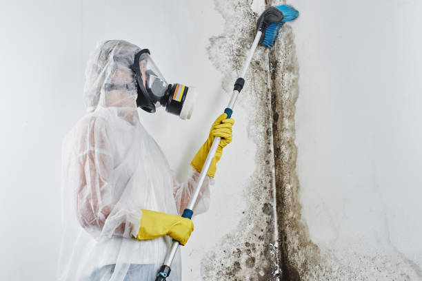 Best Black Mold Removal  in Jesup, GA