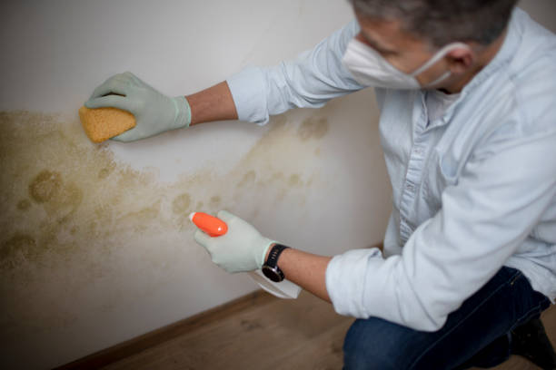 Best Affordable Mold Removal  in Jesup, GA
