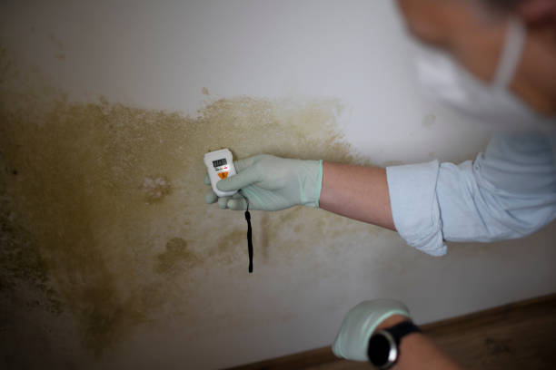Best Mold Damage Repair  in Jesup, GA