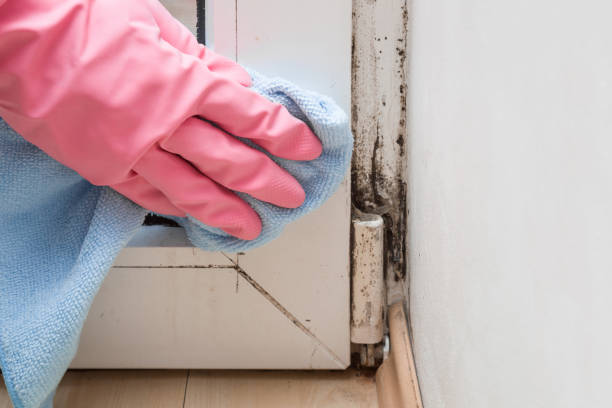 Best Mold Cleaning Services  in Jesup, GA